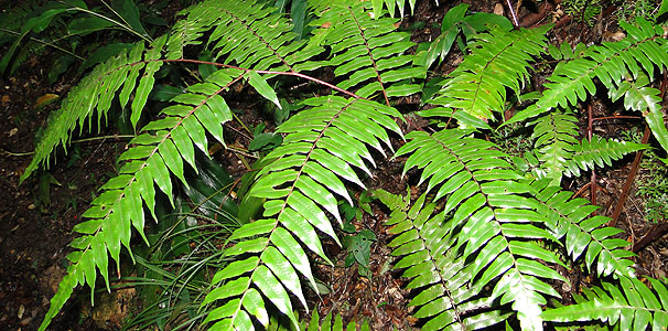 Cyathea podophylla